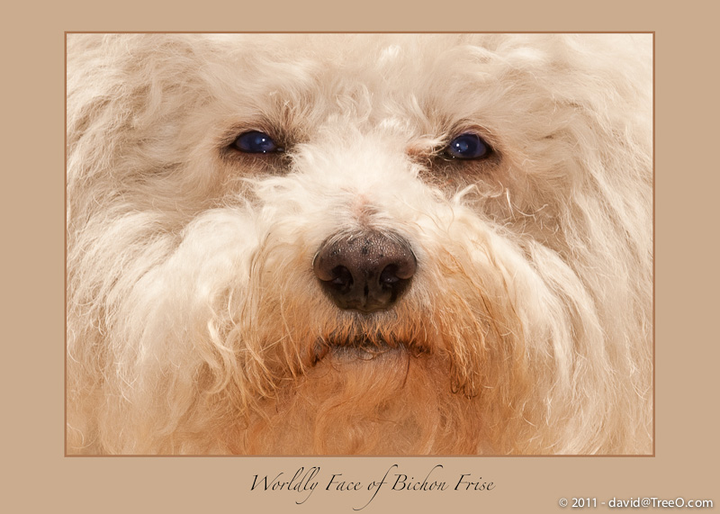 Worldly Face of Bichon Frise - Booboo, Terry Moore's friend - Santa Monica, California - May 11, 2009