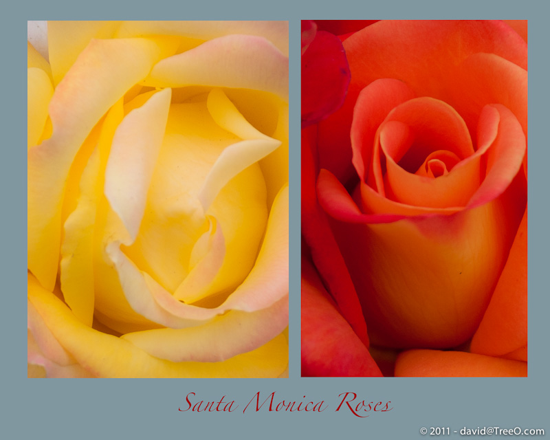 Santa Monica Roses - Santa Monica, California - May 16, 2009