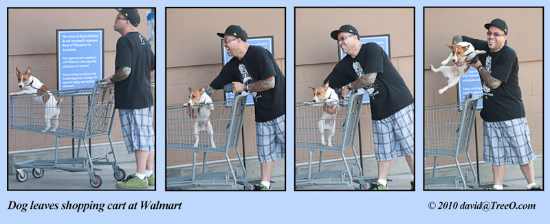 Dog leaves shopping cart at Walmart