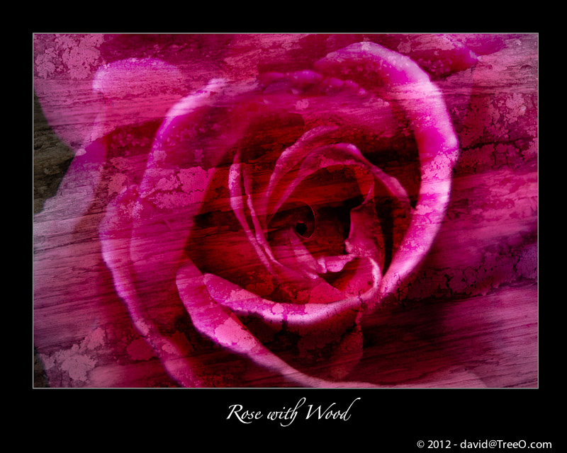 Rose with Wood