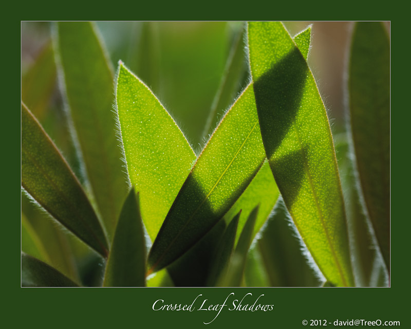 Crossed Leaf Shadows - Santa Monica, California â June 26, 2009