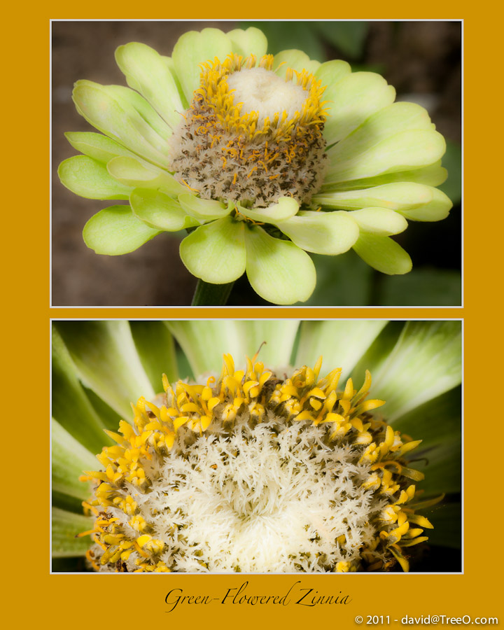 Green-Flowered Zinnia - My Backyard, South Philadelphia, Pennsylvania - September 25, 2011