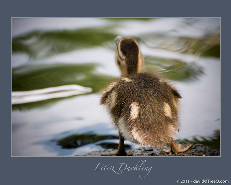 Lititz Duckling - Lititz, Pennsylvania - June 14, 2008