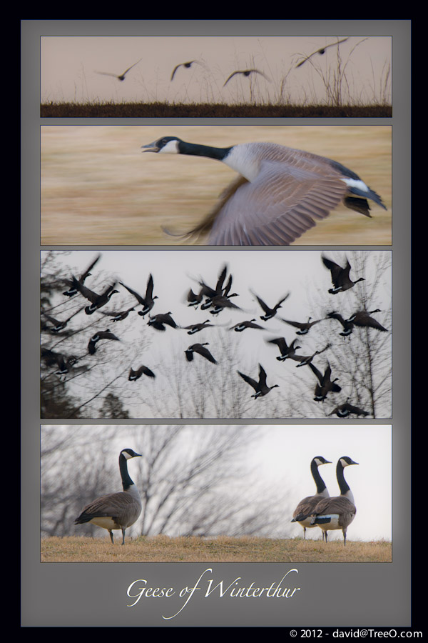 Geese of Winterthur - Winterthur, an American country estate, is the former home of Henry Francis du Pont (1880-1969), an avid antiques collector and horticulturist.