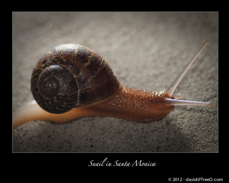 Snail in Santa Monica