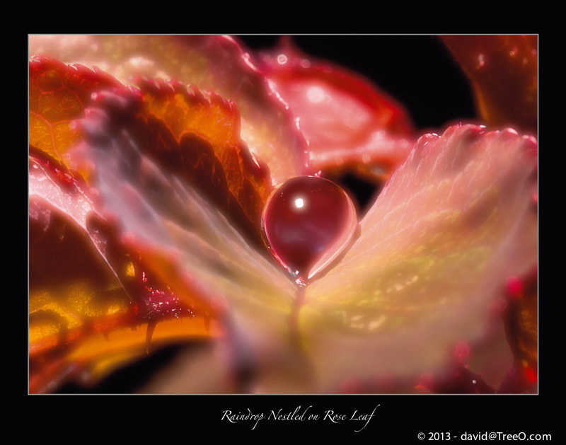 Raindrop Nestled on Rose Leaf