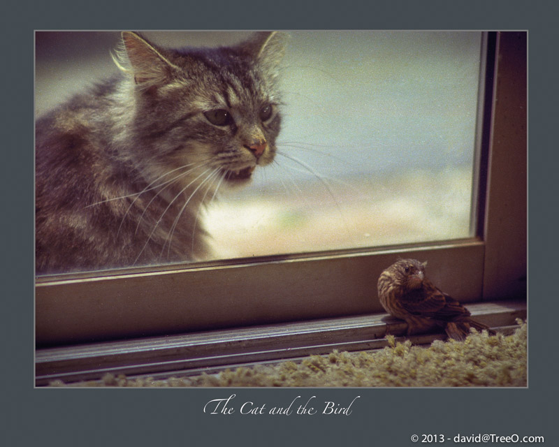 The Cat and the Bird